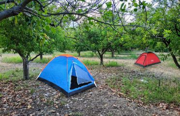 Çekirdeksiz Mandalin Camping